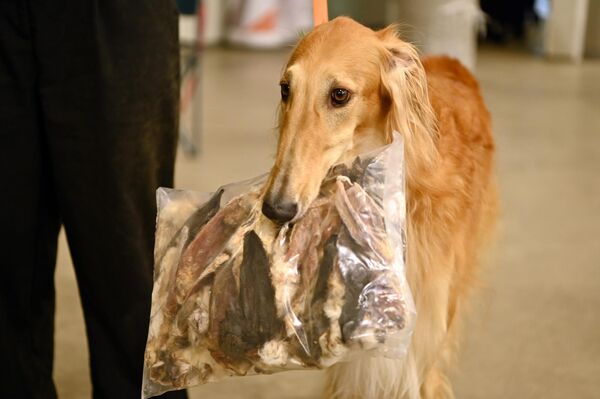 Желающие могли посетить ярмарку зоологических товаров. - Sputnik Литва