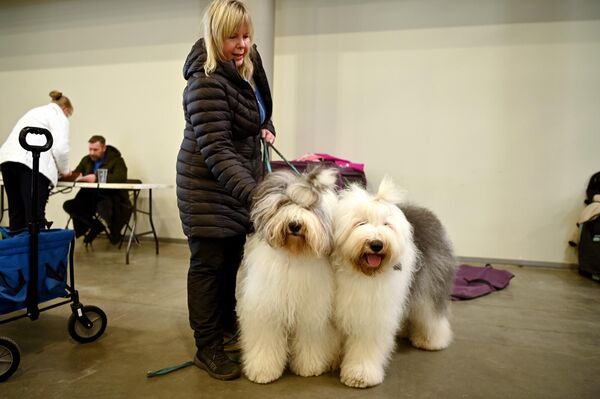 В первый день выставки титул самой красивой собаки завоевал леонбергер эстонского заводчика. Во второй день кубок "Победитель Литвы 2026" получила испанская водяная собака кинологов из Финляндии. В третий день успех в выборах самой красивой собаки сопутствовал сибирскому хаски также из Финляндии. - Sputnik Литва