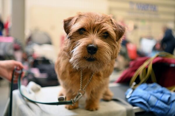 На фото: участник Международной выставке собак в Вильнюсе. - Sputnik Литва