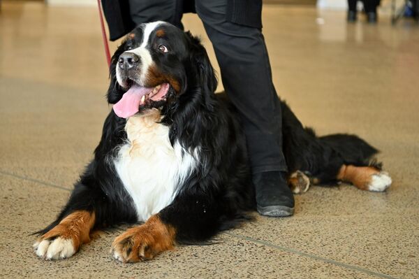 На фото: участник Международной выставке собак в Вильнюсе. - Sputnik Литва