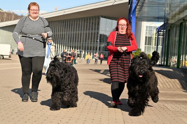 На фото: участники международной выставки собак в Вильнюсе. - Sputnik Литва