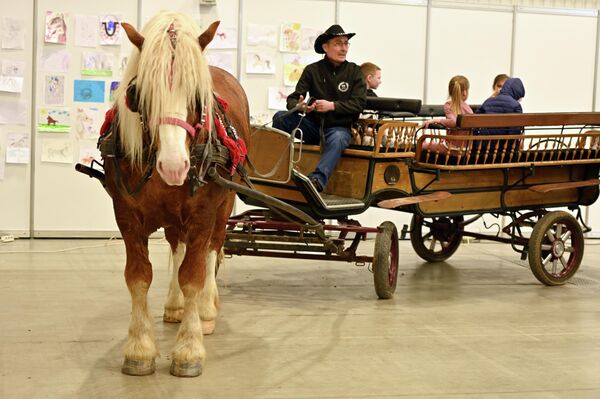 Главной изюминкой выставки в этом году стали самые крупные и мощные лошади-тяжеловозы, которые прибыли со всей Литвы. - Sputnik Литва