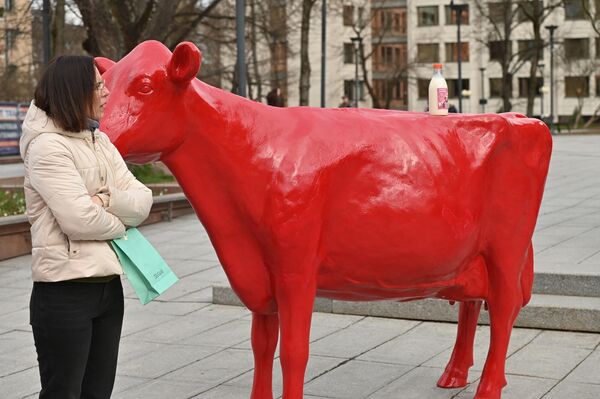 По словам председателя Литовской ассоциации производителей молока Йонаса Вилениса, сегодня литовские фермеры получают самую низкую закупочную цену молока в Евросоюзе, а также получают самые низкие выплаты. - Sputnik Литва