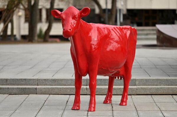 В настоящее время базовая цена молока для небольшого хозяйства составляет около 12 центов, для крупного — 20-30 центов. При этом, по словам производителей молока, себестоимость составляет более 35 центов. - Sputnik Литва