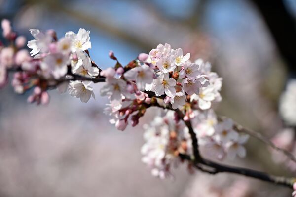 Цветы японской вишни не пахнут, однако расцветают одними из первых. - Sputnik Литва