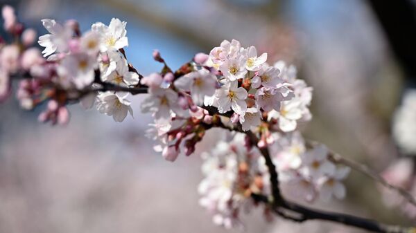 Цветение сакуры в Вильнюсе - Sputnik Литва