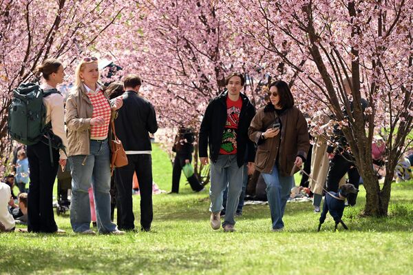 Цветение сакуры может продлиться около двух недель.  - Sputnik Литва