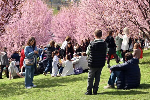 Во время цветения в парке не протолкнуться: люди спешат успеть насладиться мимолетной красотой этого зрелища. - Sputnik Литва