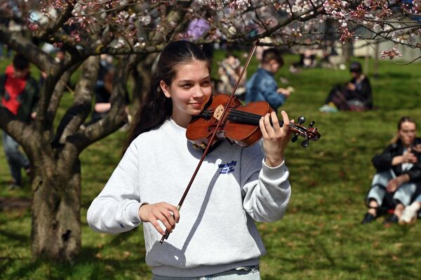 Цветение сакуры, пусть и недолгое, снова превратилось в настоящий весенний праздник в центре Вильнюса. - Sputnik Литва