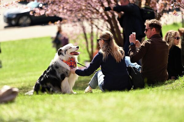 Семьи с детьми и домашними питомцами устраиваются на весенней траве прямо под цветущими деревьями. - Sputnik Литва