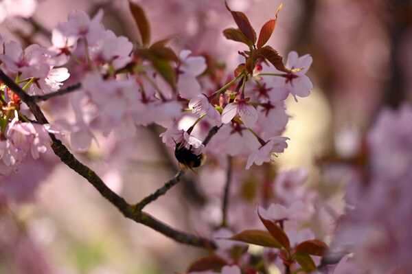 Розовые цветки вишни символизируют настоящее начало весны. - Sputnik Литва