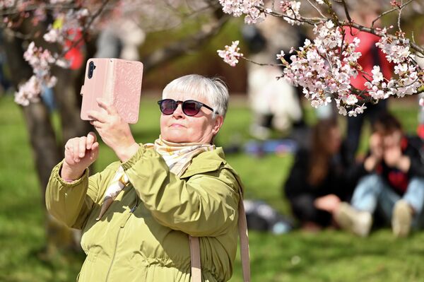 Обычно японская сакура в Вильнюсе расцветает в конце апреля — начале мая. - Sputnik Литва