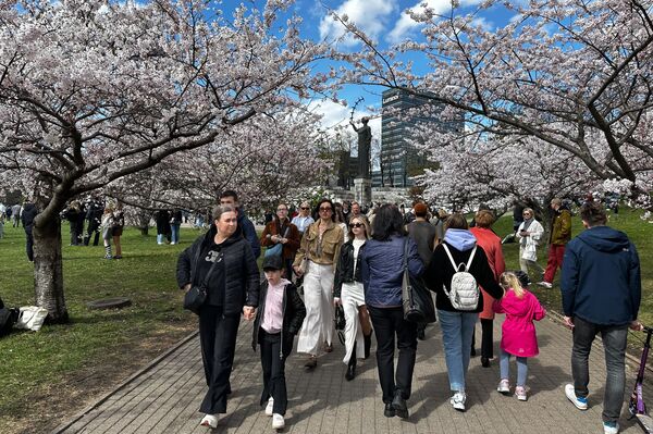 В середине апреля в Вильнюсе зацвела сакура. - Sputnik Литва