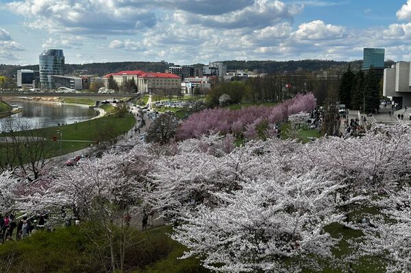 Облака розовых цветов украсили парк имени Тиунэ Сугихары, превратив его в точку притяжения для тысяч горожан. - Sputnik Литва