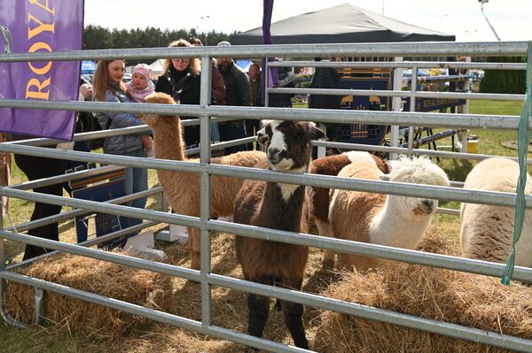 На улице между павильонами разместились участники выставки, представлявшие мебель для отдыха, включая растения и мини-пастбища для животных. - Sputnik Литва