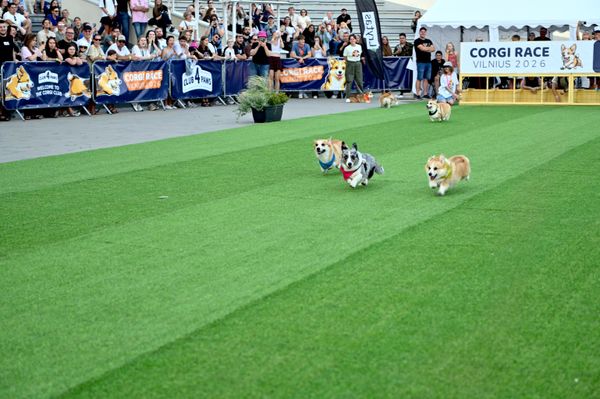 На фото: участник забега Corgi Race. - Sputnik Литва