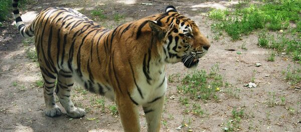 Тигр в Каунасском зоопарке - Sputnik Lietuva