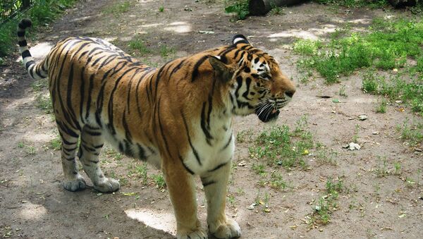 Тигр в Каунасском зоопарке - Sputnik Lietuva