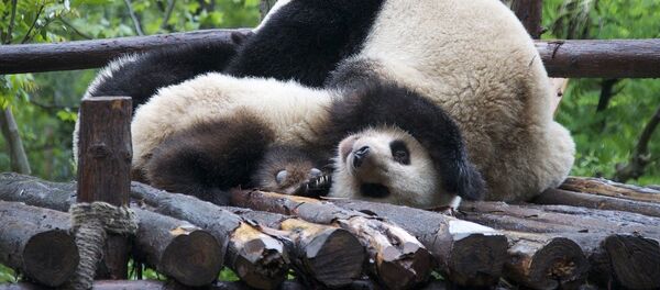 Панды - Sputnik Lietuva
