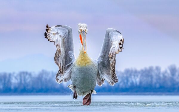 Главный снимок-победитель конкурса Bird Photographer of the Year 2019 - Sputnik Lietuva