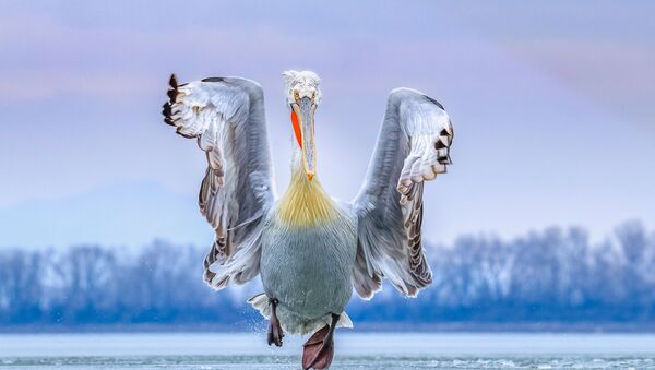 Главный снимок-победитель конкурса Bird Photographer of the Year 2019 - Sputnik Lietuva