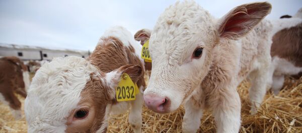 Телята, архивное фото - Sputnik Литва