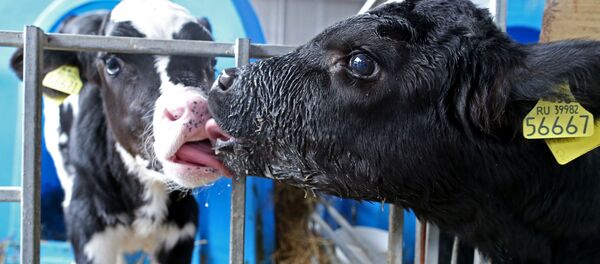 Телята, архивное фото Телята, архивное фото - Sputnik Lietuva