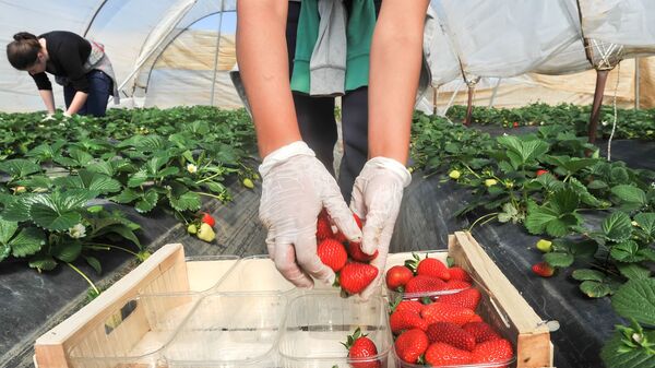 Braškių surinkimas - Sputnik Lietuva