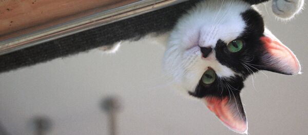 Кошка, архивное фото Кошка, архивное фото - Sputnik Lietuva