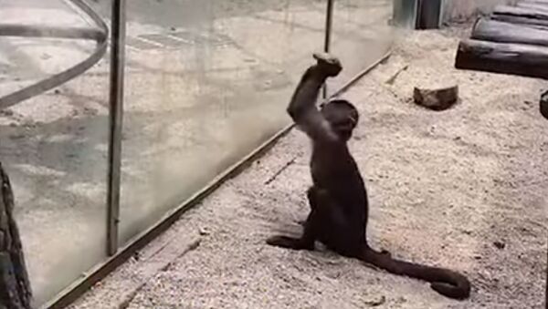 Kinijoje beždžionė panaudojo darbo įrankį pabėgti iš zoologijos sodo  - Sputnik Lietuva