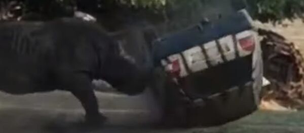 Raganosis užpuolė automobilį Vokietijos nacionaliniame parke Raganosis užpuolė automobilį Vokietijos nacionaliniame parke - Sputnik Lietuva