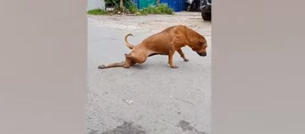 В Бангкоке собака придумала хитрый способ просить еду В Бангкоке собака придумала хитрый способ просить еду - Sputnik Lietuva