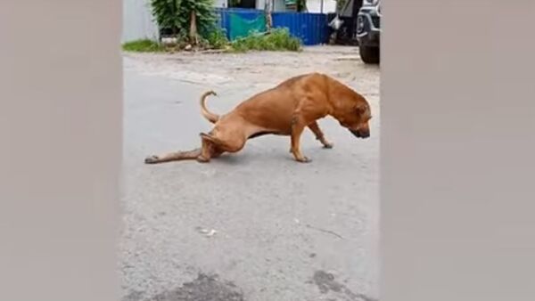 В Бангкоке собака придумала хитрый способ просить еду - Sputnik Lietuva
