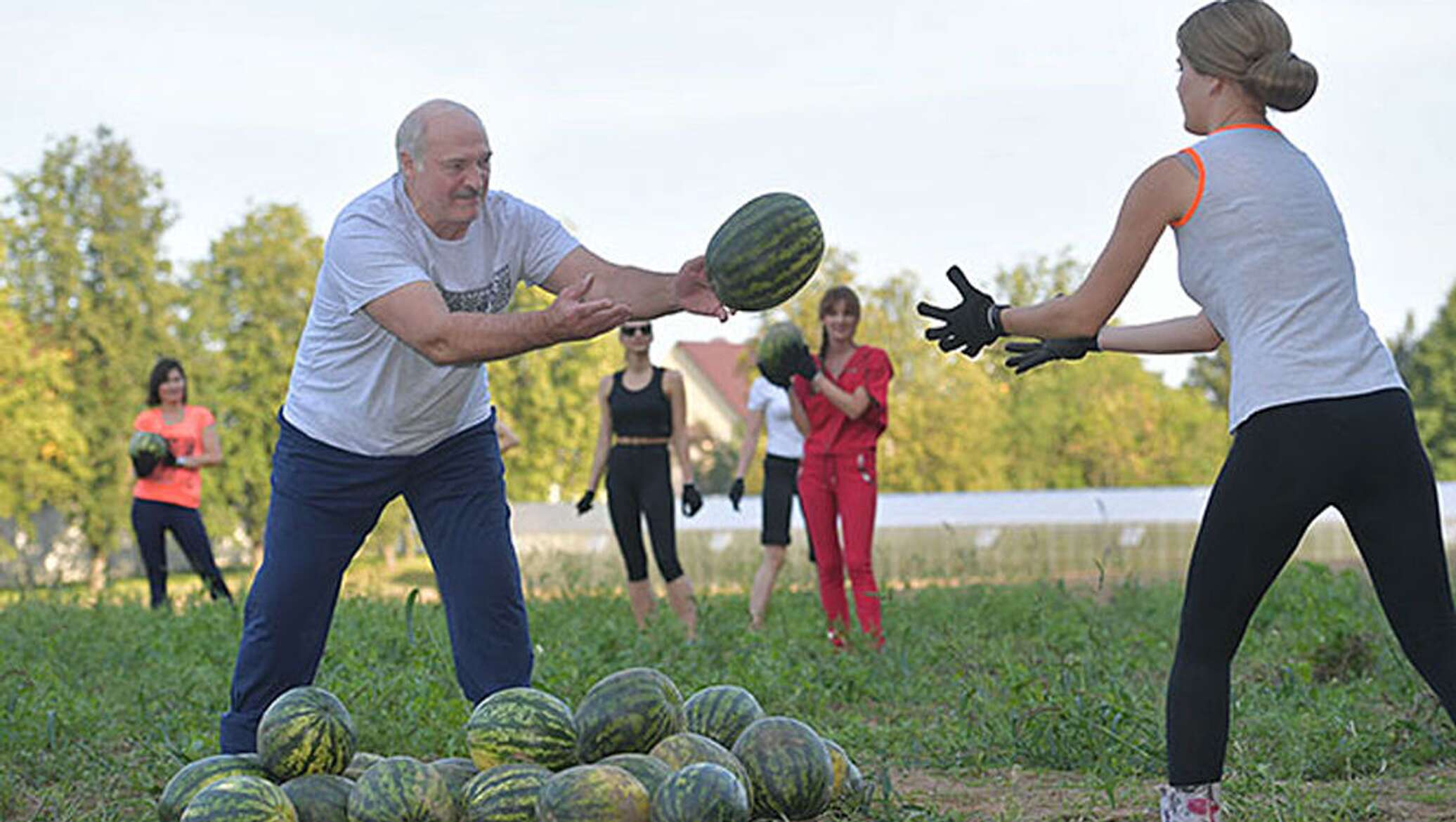 Лукашенко учительницу. Лукашенко собирает арбузы. Лукашенко и арбузы. Лукашенко собирает арбузы с девушками.
