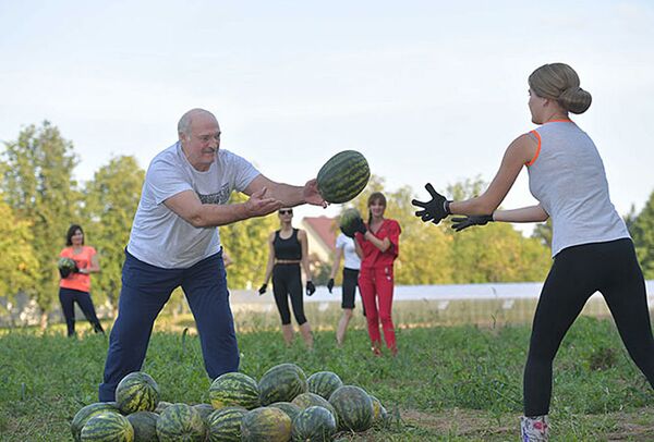 Президент Белоруссии Александр Лукашенко на сборе арбузов, август 2019 года - Sputnik Литва