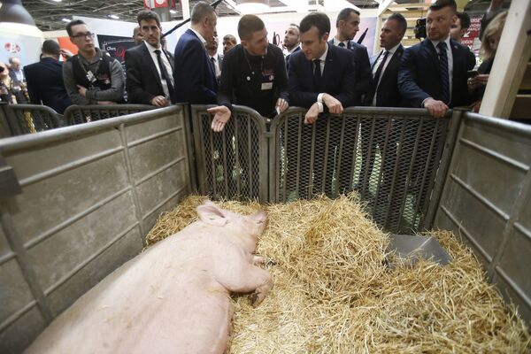 Президент Франции Эммануэль Макрон беседует с фермером, разводящим свиней - Sputnik Lietuva
