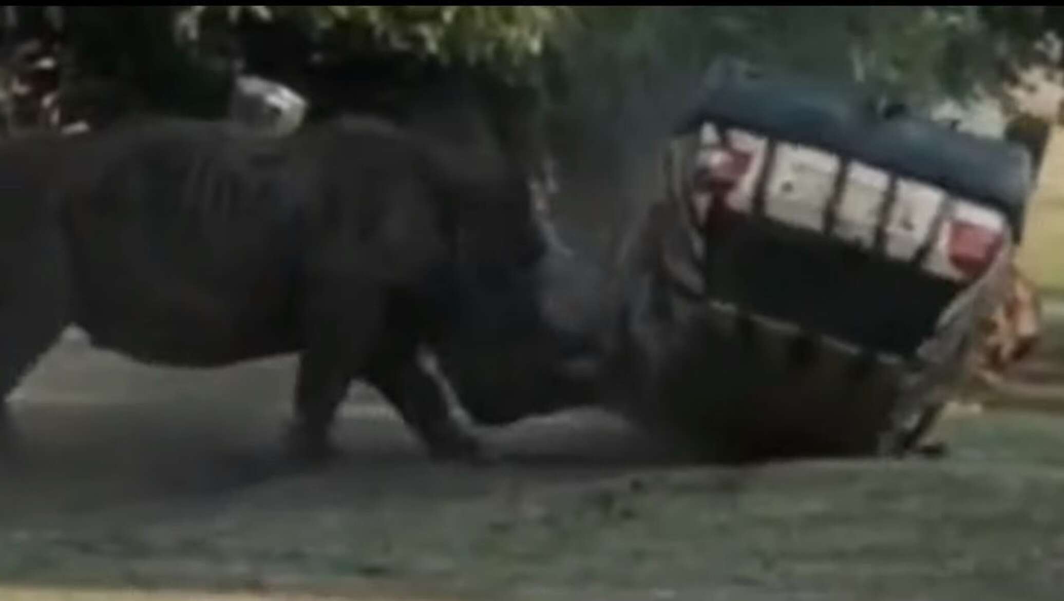 Носорог атакует автомобиль