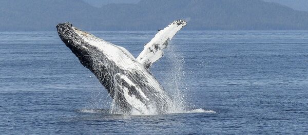Горбатый кит Горбатый кит - Sputnik Литва