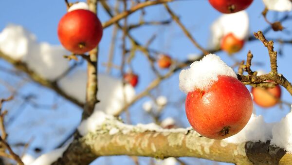 Яблоки пострадавшие от мороза - Sputnik Литва