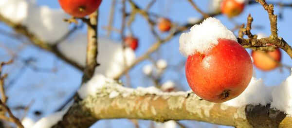 Яблоки пострадавшие от мороза - Sputnik Литва