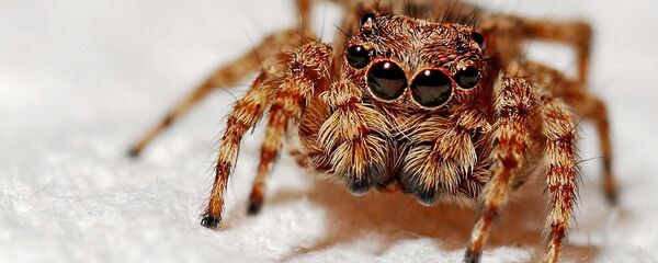 Паук, архивное фото - Sputnik Литва