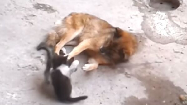Katė supažindina savo kačiukus su senu draugu — šunimi - Sputnik Lietuva