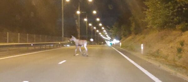 Briedžių šeima užblokavo eismą Šiaulių rajone Briedžių šeima užblokavo eismą Šiaulių rajone - Sputnik Lietuva