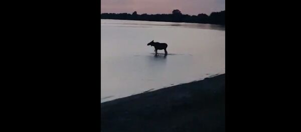 Lietuvoje pavyko nufilmuoti briedžiuko maudynes Lietuvoje pavyko nufilmuoti briedžiuko maudynes - Sputnik Lietuva