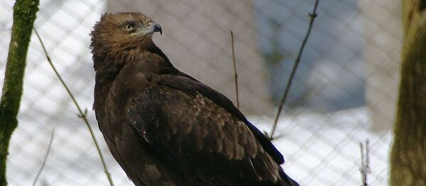 Малый подорлик Малый подорлик - Sputnik Литва