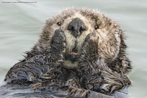 Снимок Oh My американского фотографа Harry M. Walker, вошедший в список финалистов конкурса Comedy Wildlife Photography Awards 2019 Снимок Oh My американского фотографа Harry M. Walker, вошедший в список финалистов конкурса Comedy Wildlife Photography Awards 2019 - Sputnik Lietuva