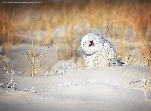 Снимок Holly Jolly Snowy американского фотографа Vicki Jauron, вошедший в список финалистов конкурса Comedy Wildlife Photography Awards 2019 Снимок Holly Jolly Snowy американского фотографа Vicki Jauron, вошедший в список финалистов конкурса Comedy Wildlife Photography Awards 2019 - Sputnik Lietuva