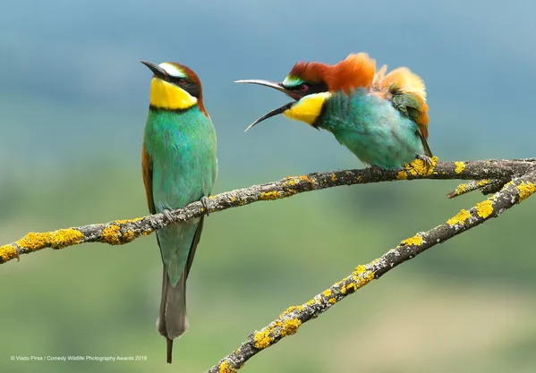 Снимок Family disagreement хорватского фотографа Vlado Pirsa, вошедший в список финалистов конкурса Comedy Wildlife Photography Awards 2019 Снимок Family disagreement хорватского фотографа Vlado Pirsa, вошедший в список финалистов конкурса Comedy Wildlife Photography Awards 2019 - Sputnik Lietuva