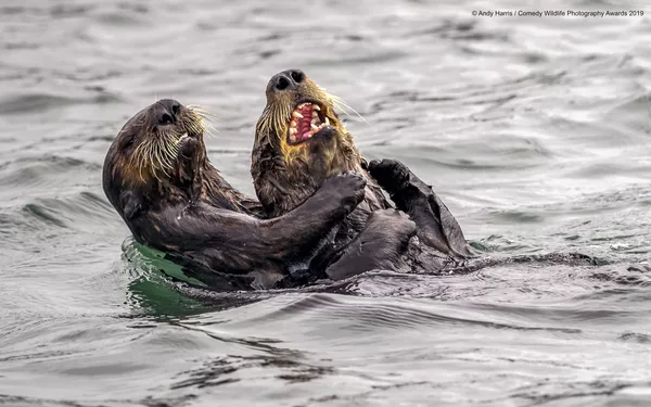Снимок Haha stop tickling - I surrender! британского фотографа Andy Harris, вошедший в список финалистов конкурса Comedy Wildlife Photography Awards 2019 Снимок Haha stop tickling - I surrender! британского фотографа Andy Harris, вошедший в список финалистов конкурса Comedy Wildlife Photography Awards 2019 - Sputnik Lietuva