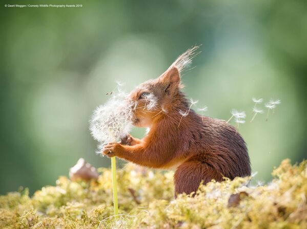 Снимок Squirrel wishes шведского фотографа Geert Weggen, вошедший в список финалистов конкурса Comedy Wildlife Photography Awards 2019 - Sputnik Lietuva